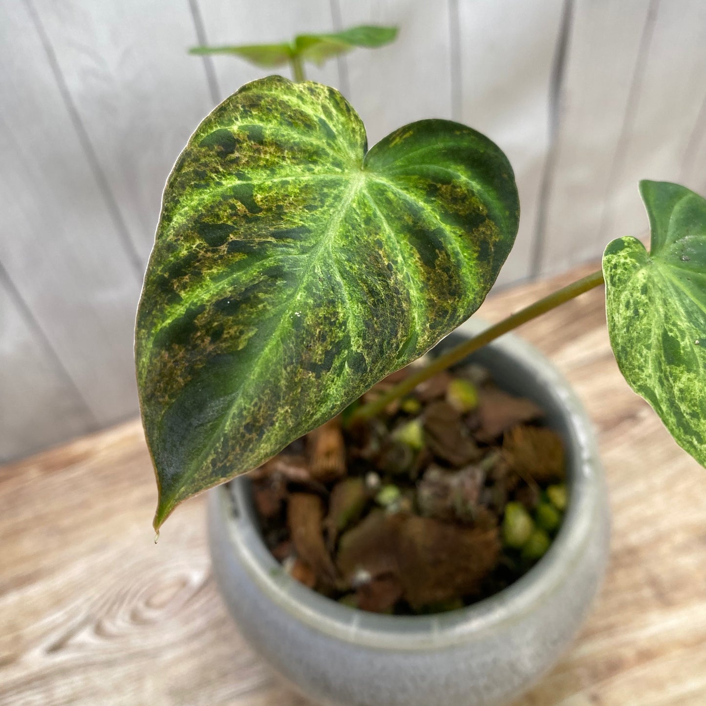 Philodendron Verrucosum Variegated - NPG Produced Line