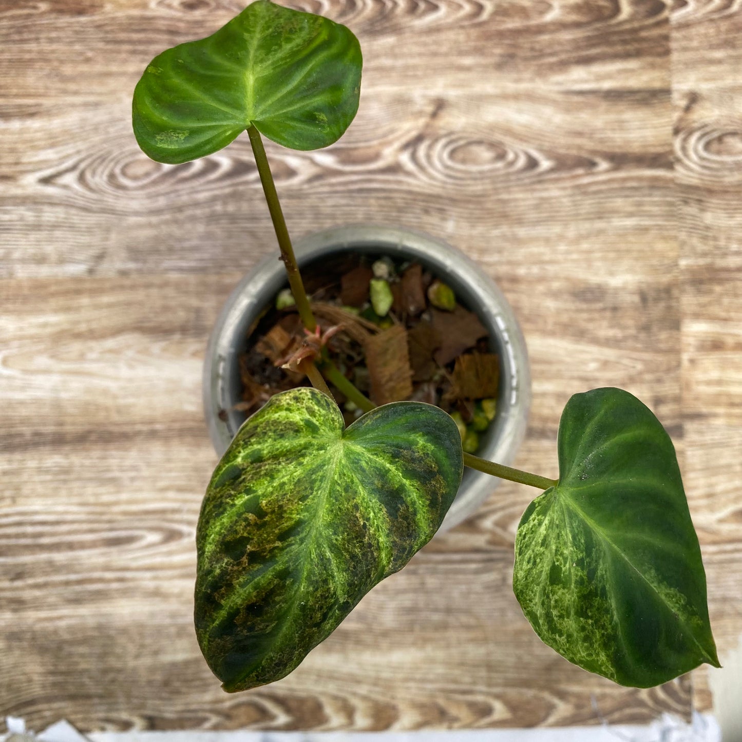 Philodendron Verrucosum Variegated - NPG Produced Line