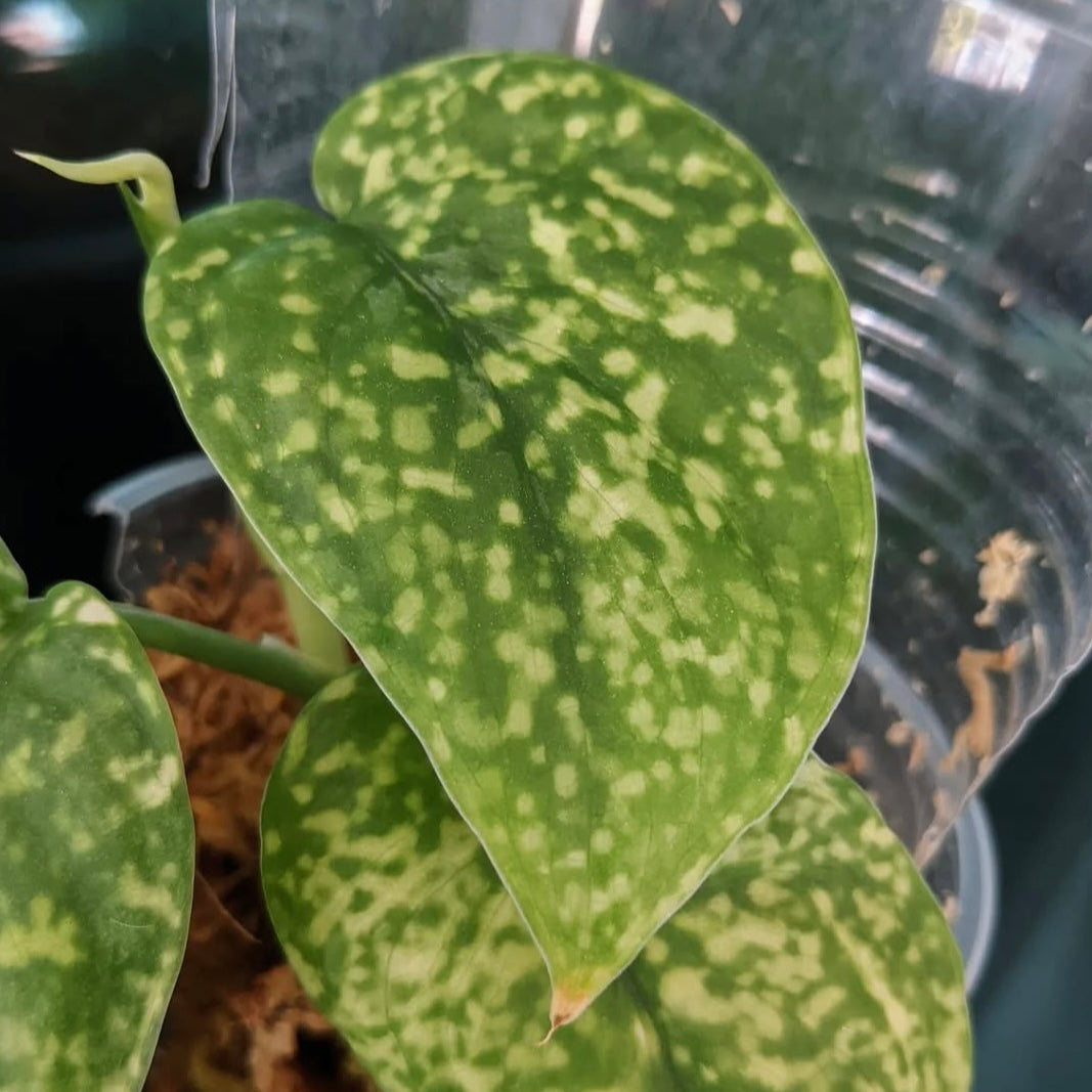 Scindapsus Leopard C