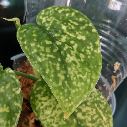 Scindapsus Leopard F