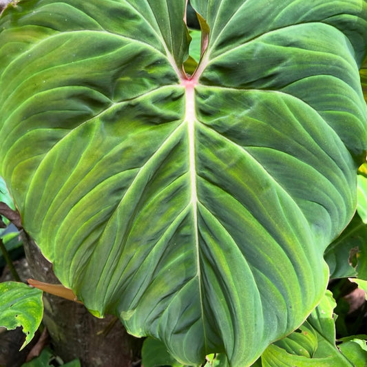 Philodendron Zeus D