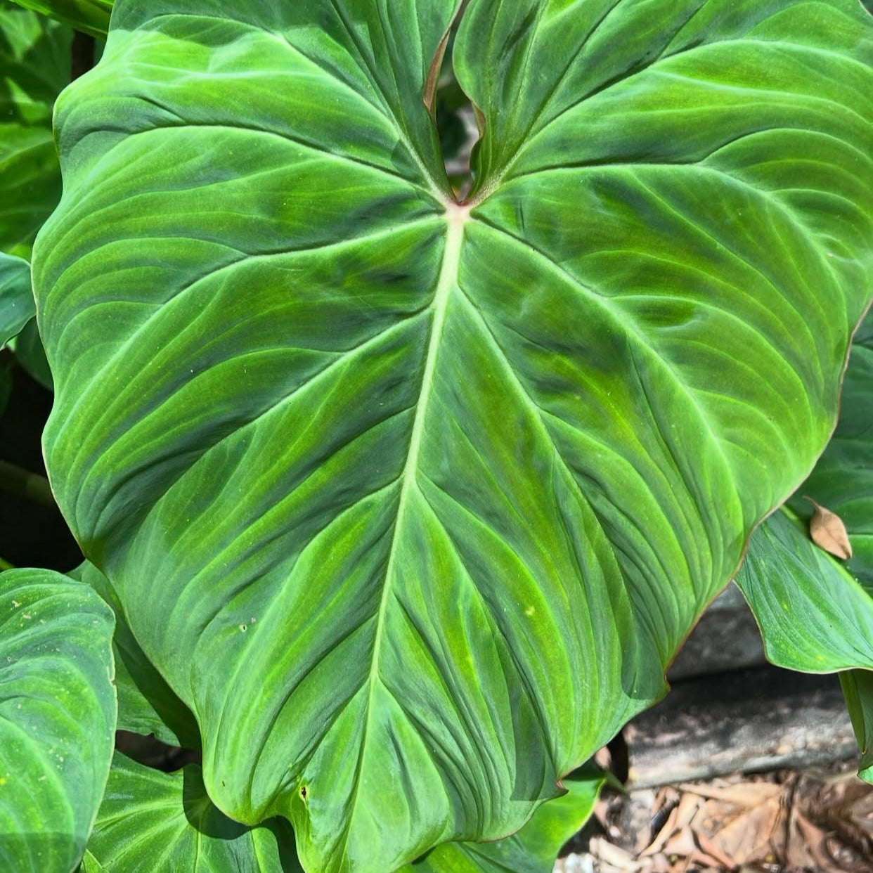 Philodendron Zeus D