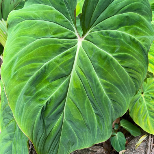 Philodendron Zeus C