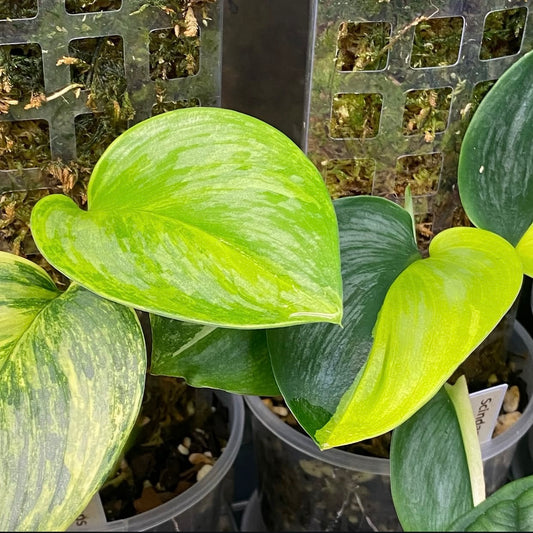 Scindapsus Rubicon Aurea - F