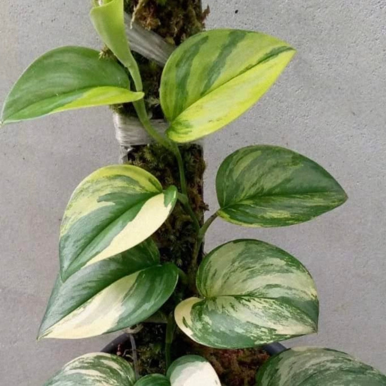 Scindapsus Rubicon Aurea - E