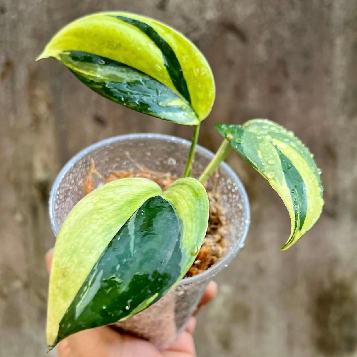 Scindapsus Blue Aurea Variegated A
