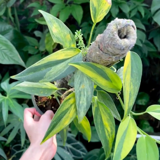 Scindapsus Blue Aurea Variegated A