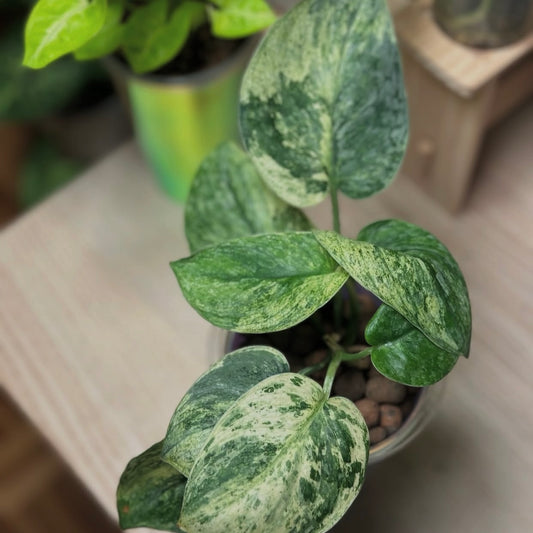 Scindapsus Silver Cloud Variegated