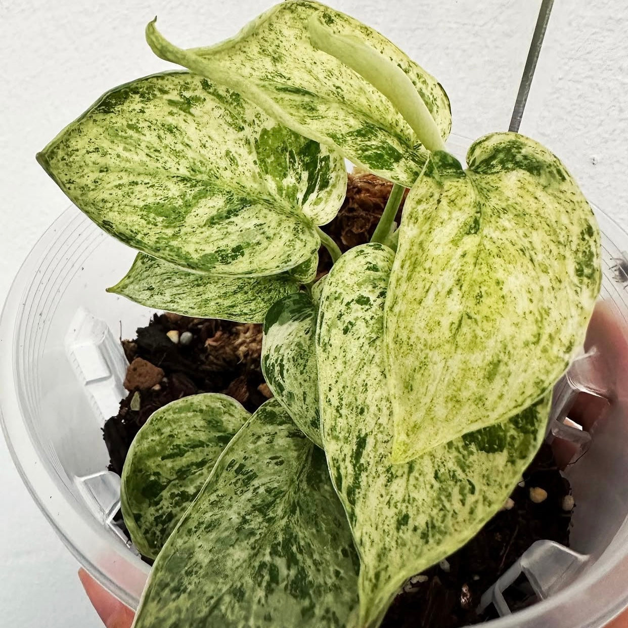 Scindapsus Jade Satin Marble B