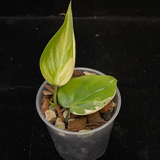Philodendron Albo Heartleaf C