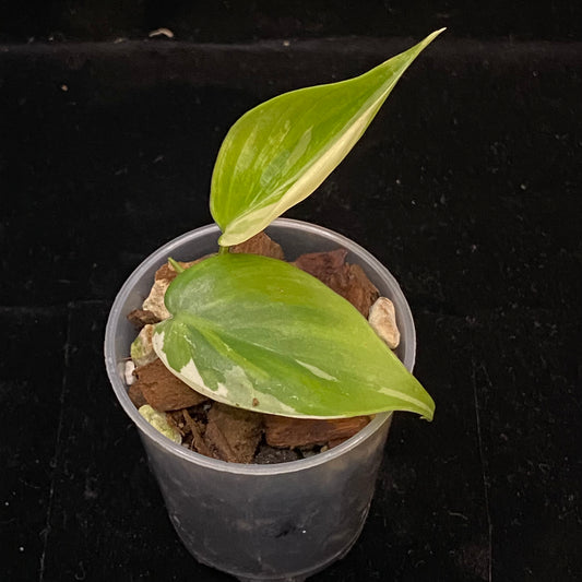 Philodendron Albo Heartleaf C