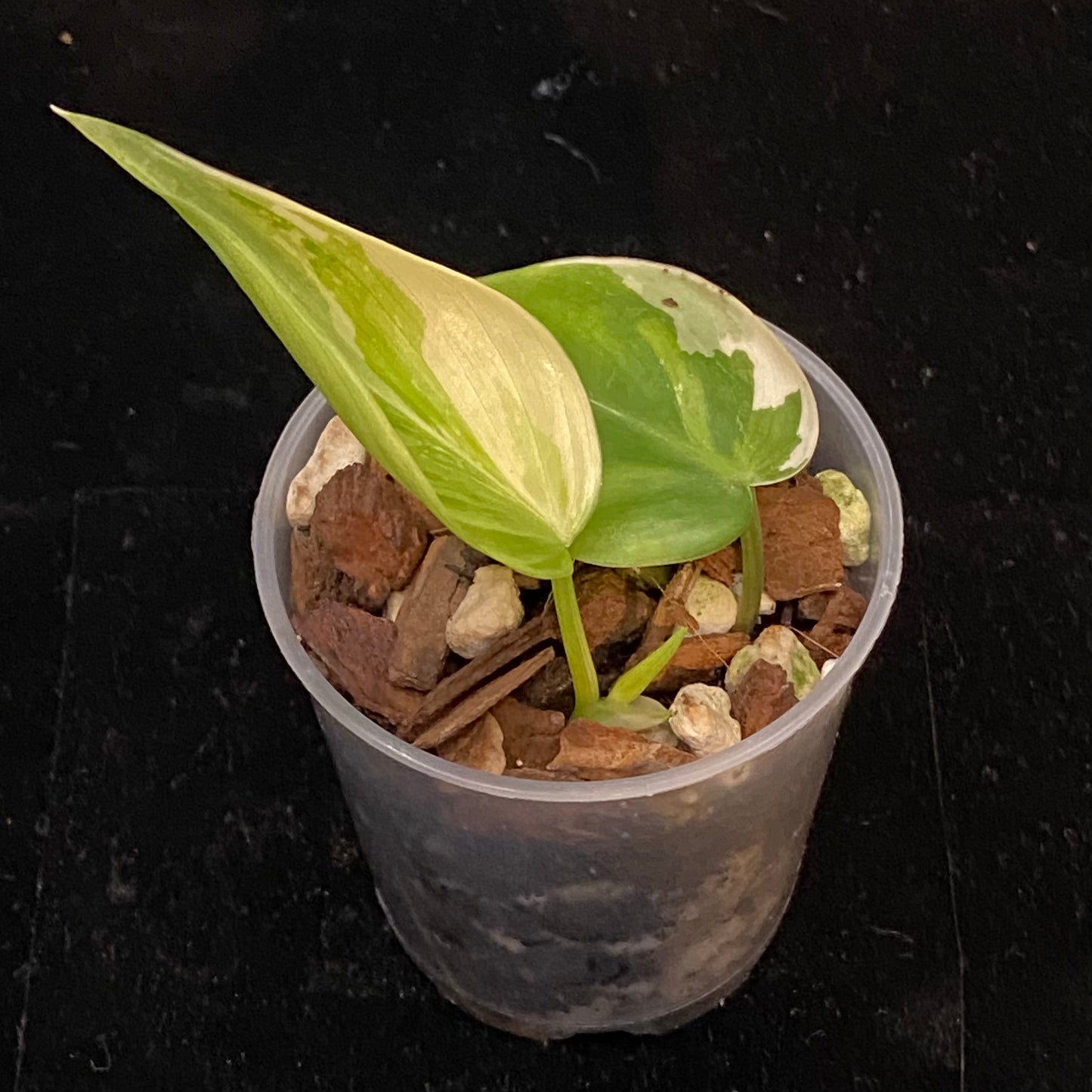 Philodendron Albo Heartleaf C