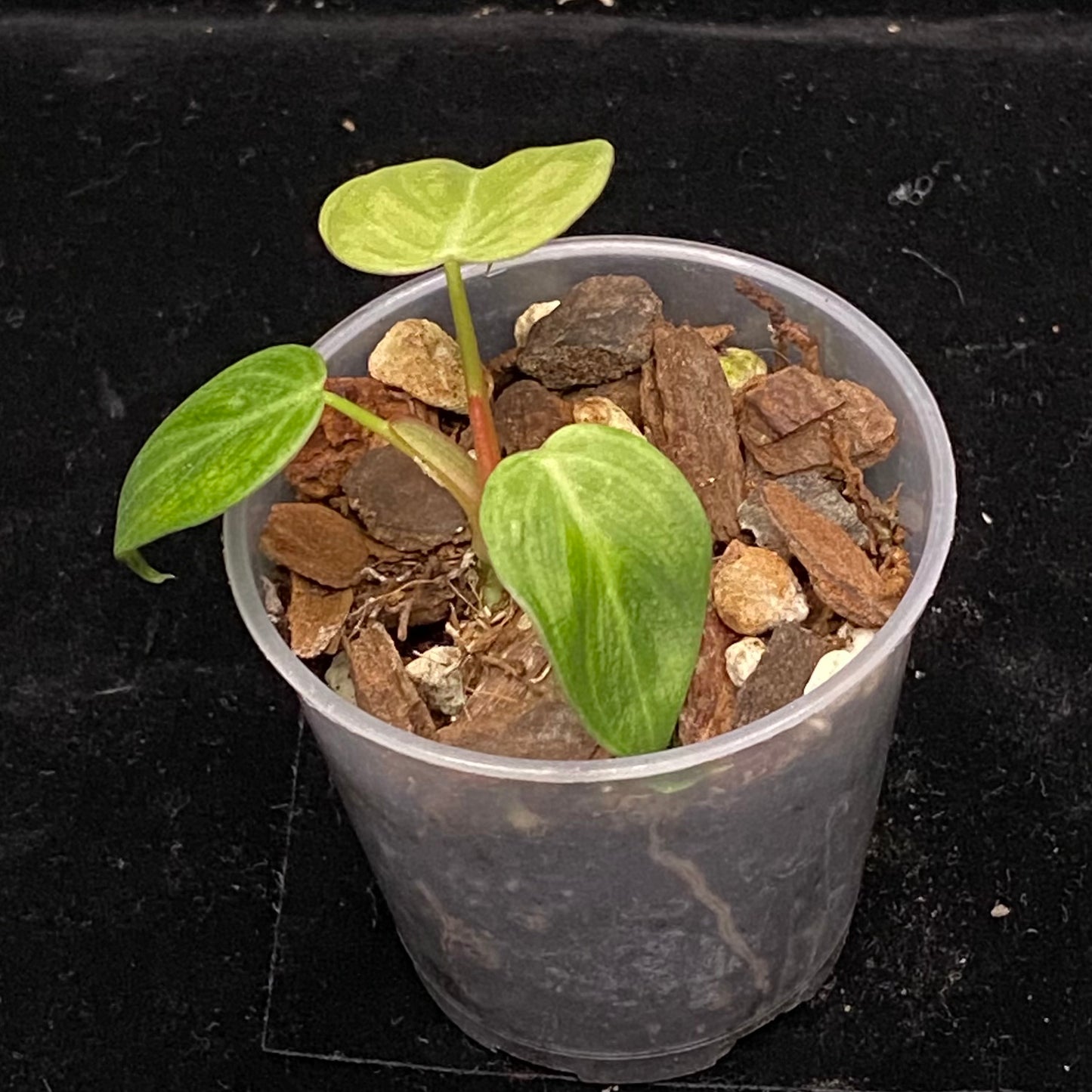 Philodendron El Choco Red B