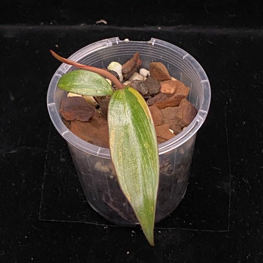 Philodendron Strawberry Shake D
