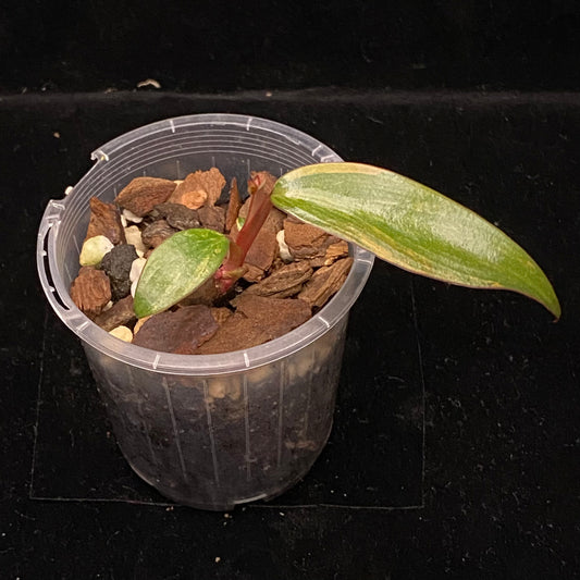 Philodendron Strawberry Shake D