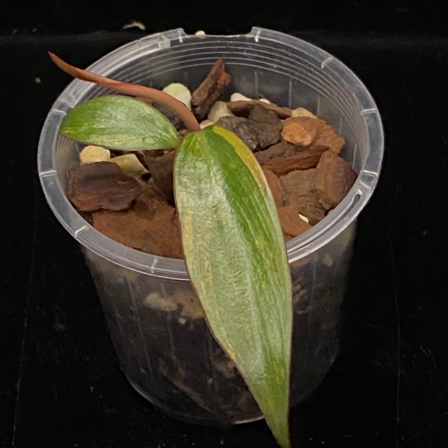 Philodendron Strawberry Shake D