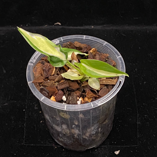 Philodendron Gabby G