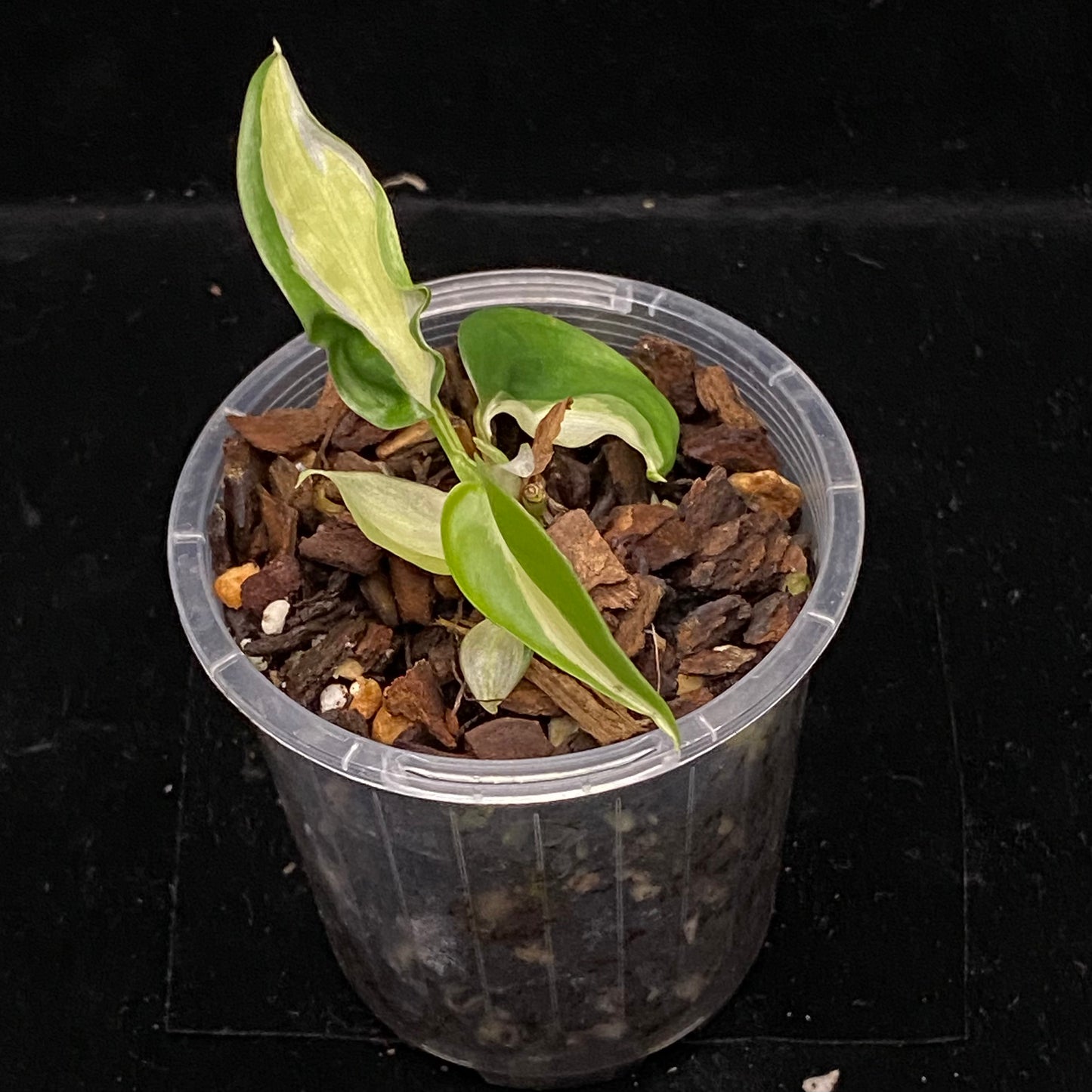 Philodendron Gabby G