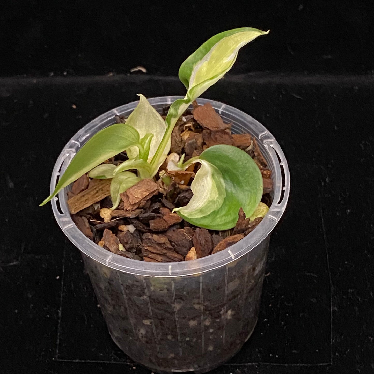 Philodendron Gabby G
