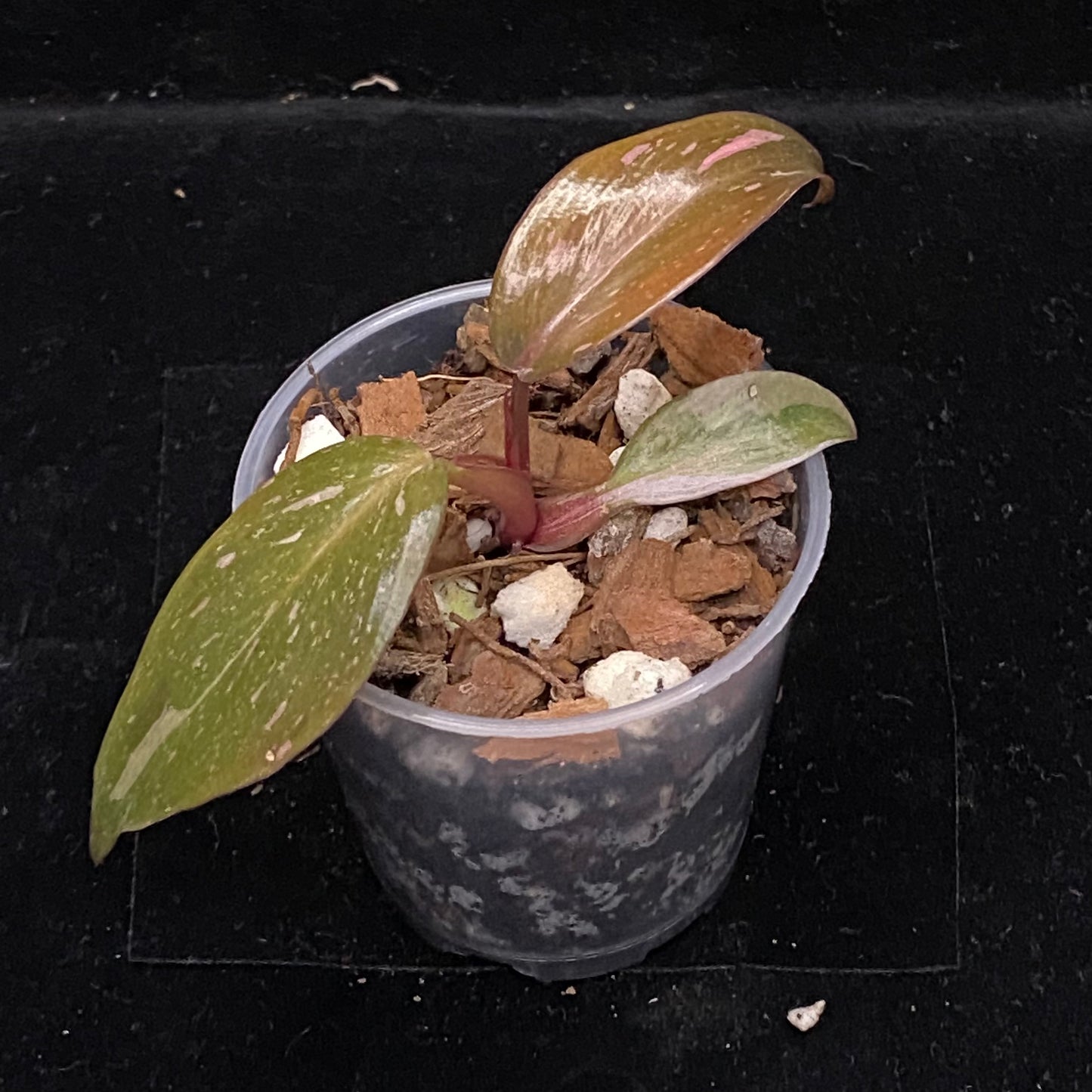 Philodendron Red Anderson E