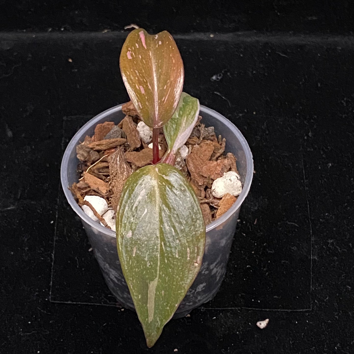 Philodendron Red Anderson E