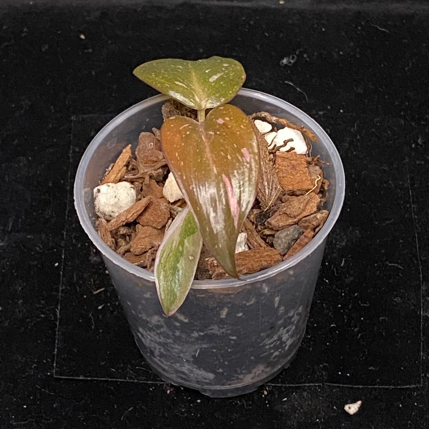 Philodendron Red Anderson E