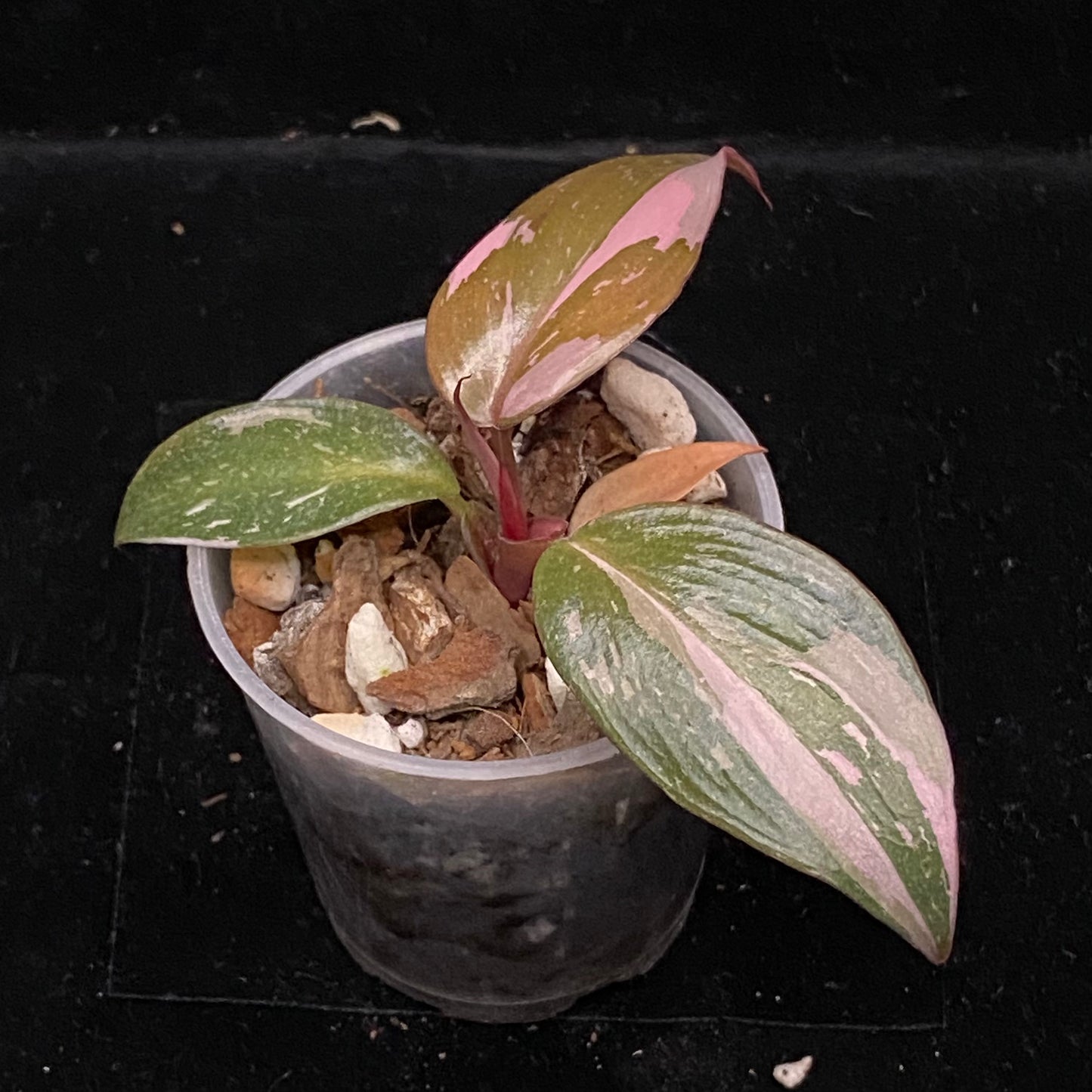 Philodendron Red Anderson F