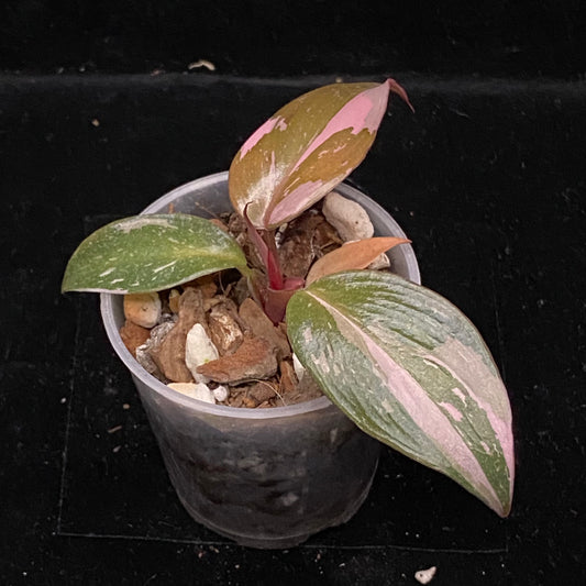 Philodendron Red Anderson F
