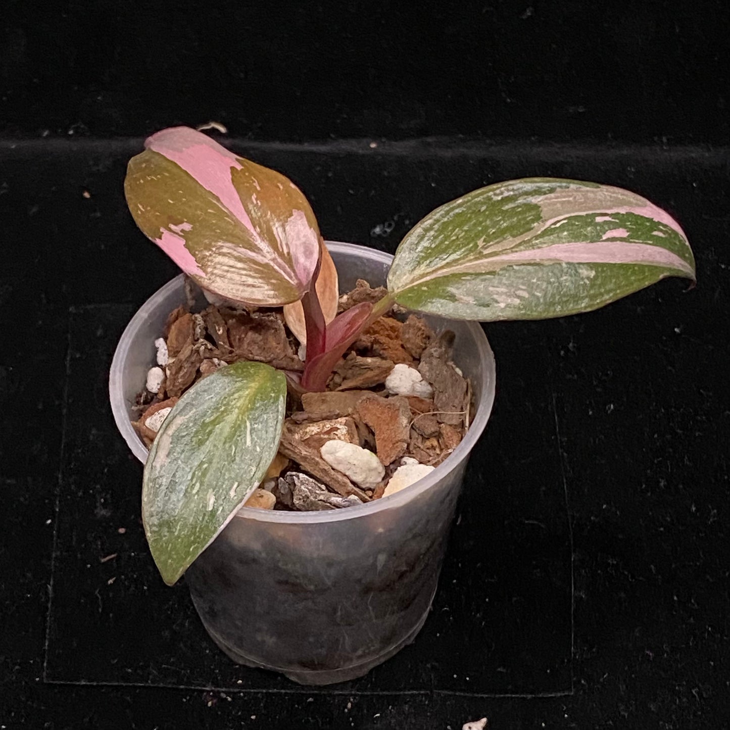 Philodendron Red Anderson F
