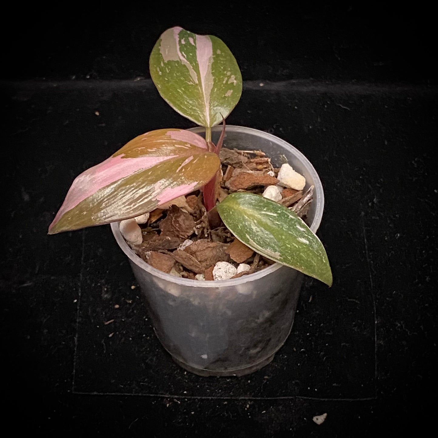 Philodendron Red Anderson F