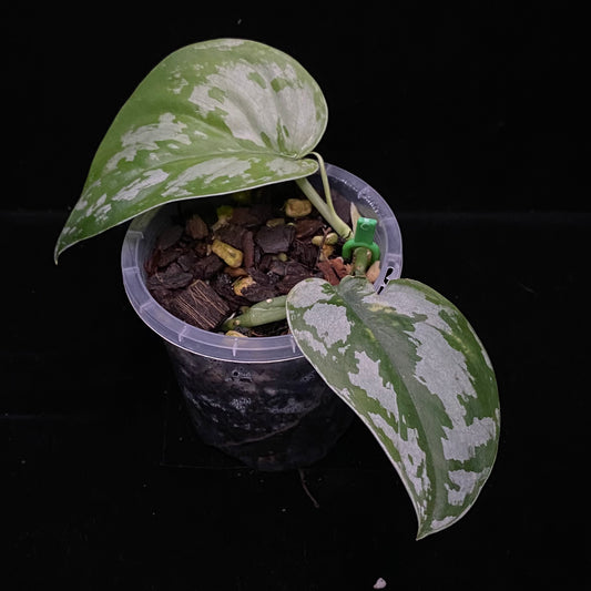 Scindapsus Black Mamba B