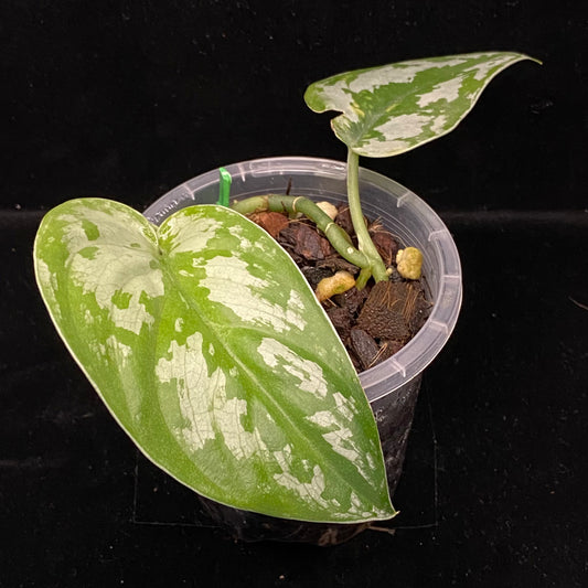 Scindapsus Black Mamba B