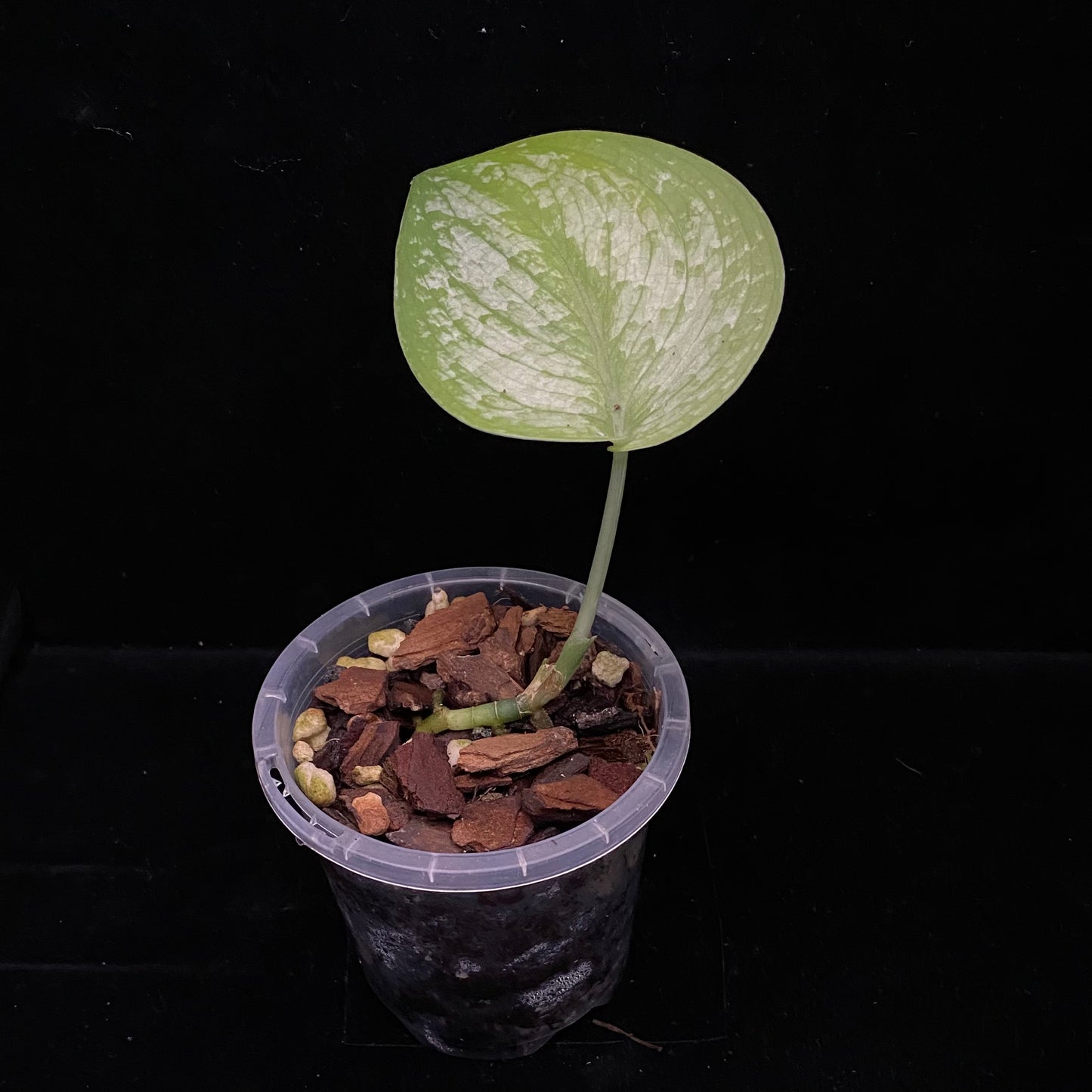 Scindapsus Silver Cloud