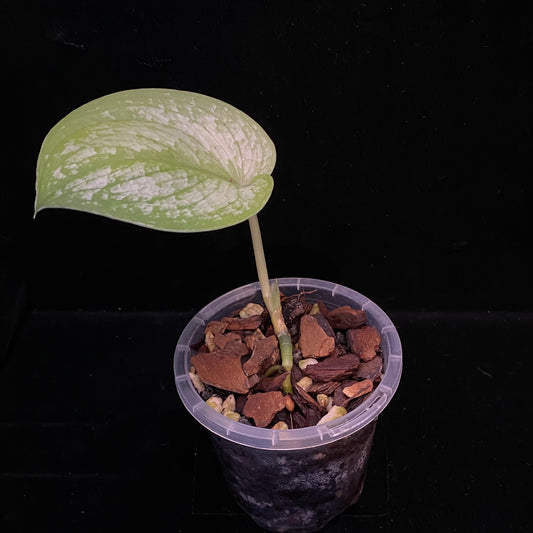 Scindapsus Silver Cloud