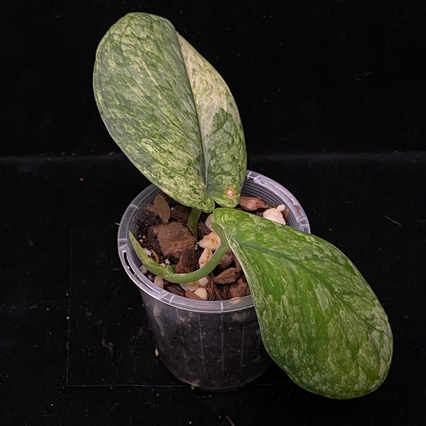 Scindapsus Jade Satin Marble C