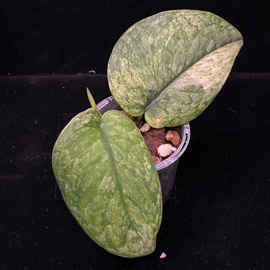 Scindapsus Jade Satin Marble C