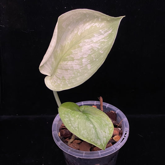 Scindapsus Silver Cloud B