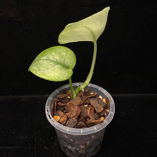Scindapsus Silver Cloud B
