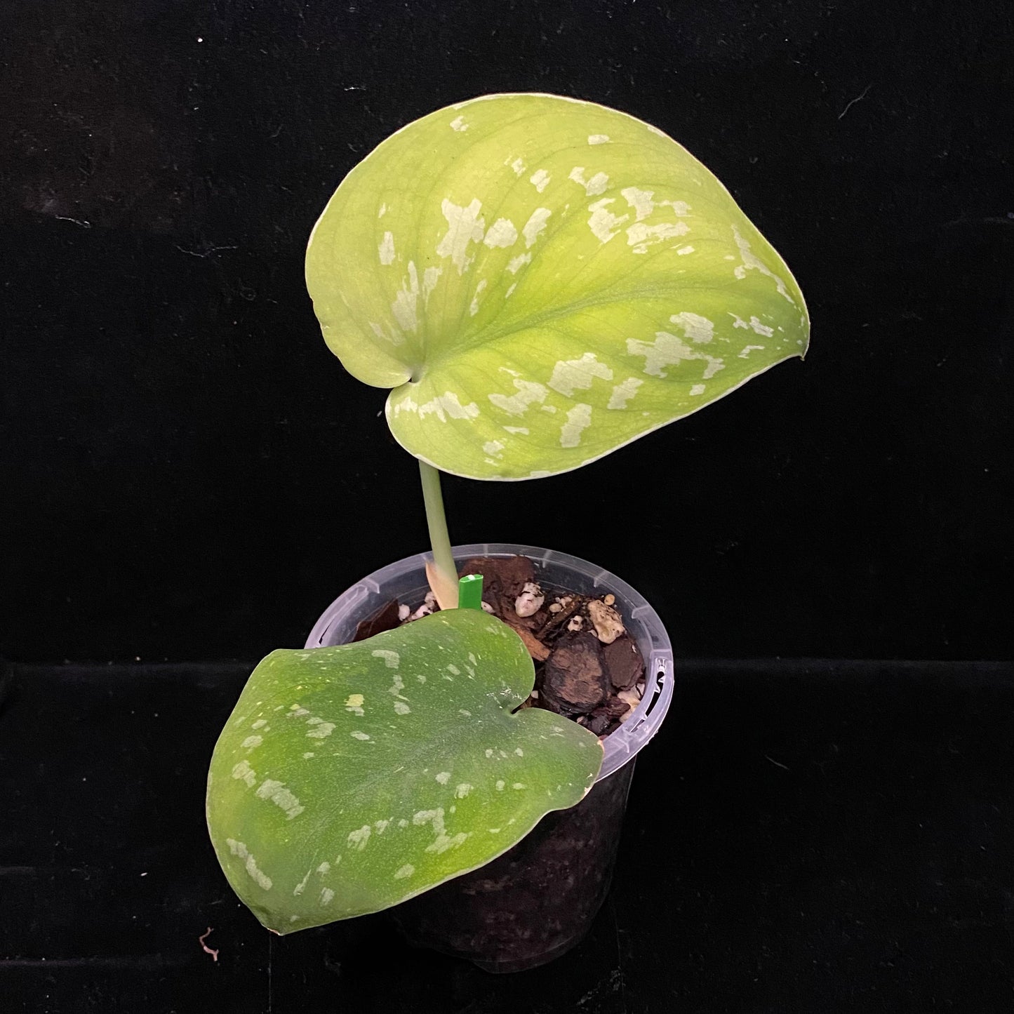 Scindapsus Baticon A