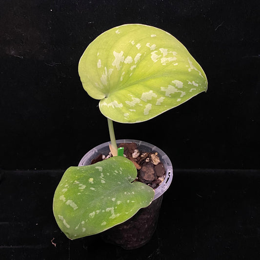 Scindapsus Baticon A