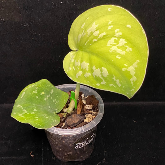 Scindapsus Baticon A