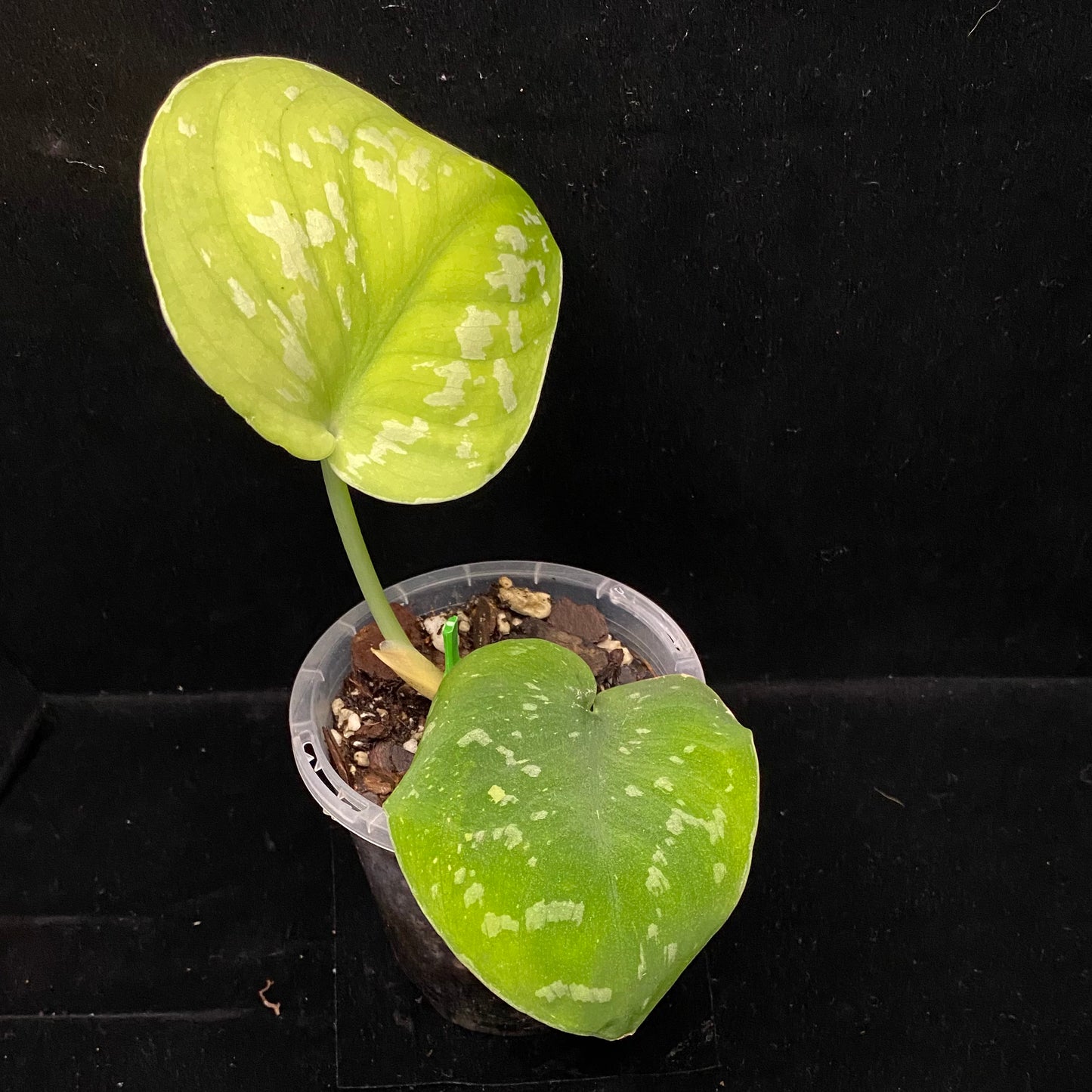 Scindapsus Baticon A