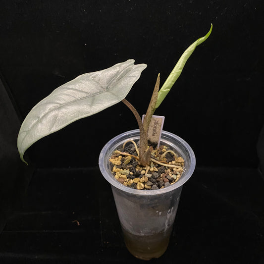 Alocasia Dragon’s Breathe C