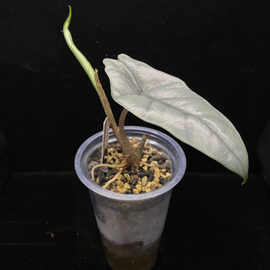 Alocasia Dragon’s Breathe C