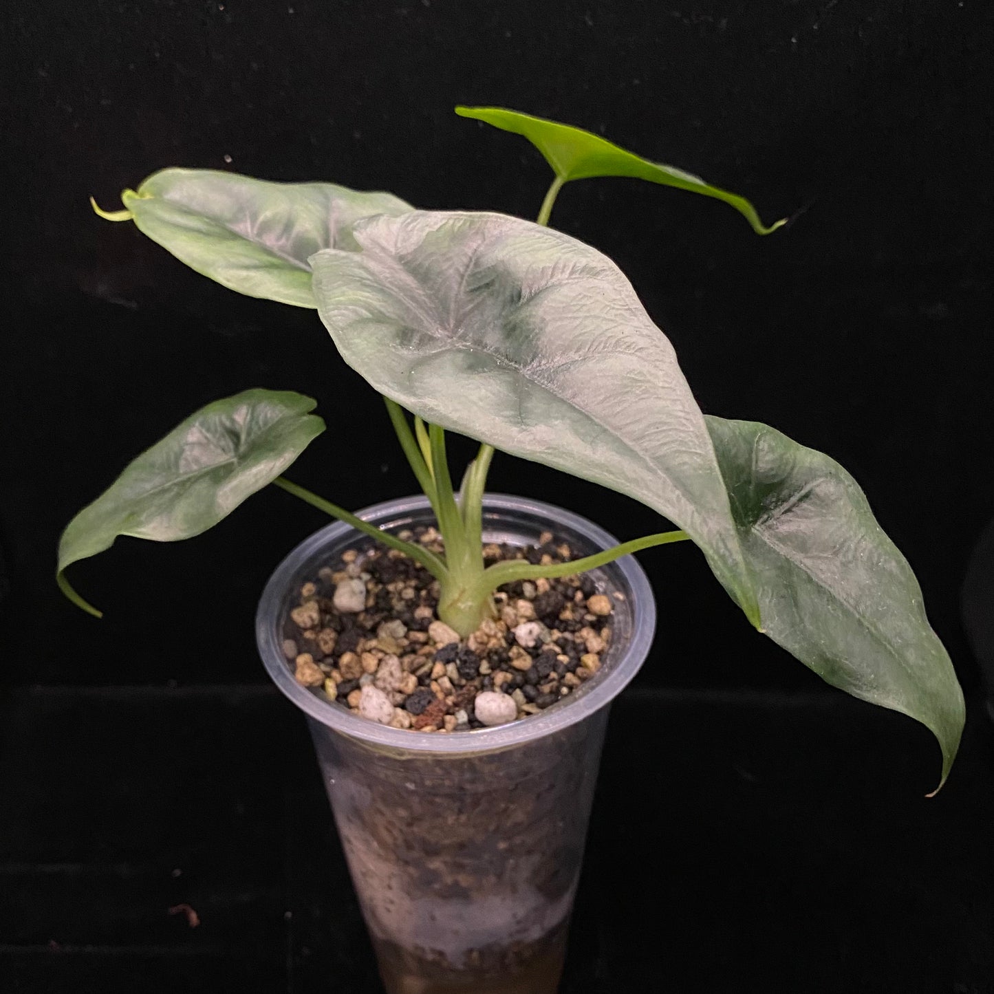 Alocasia Reversa