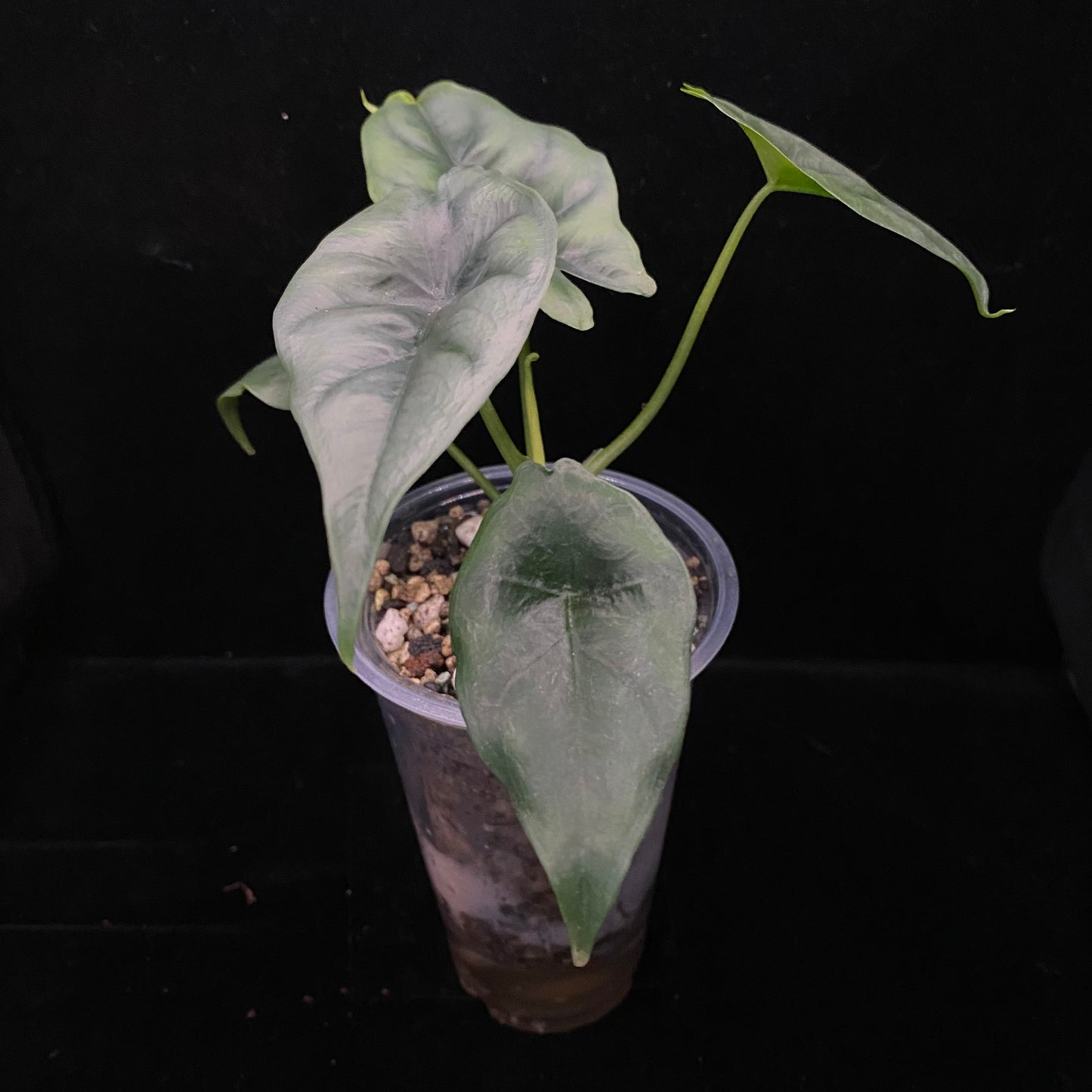 Alocasia Reversa