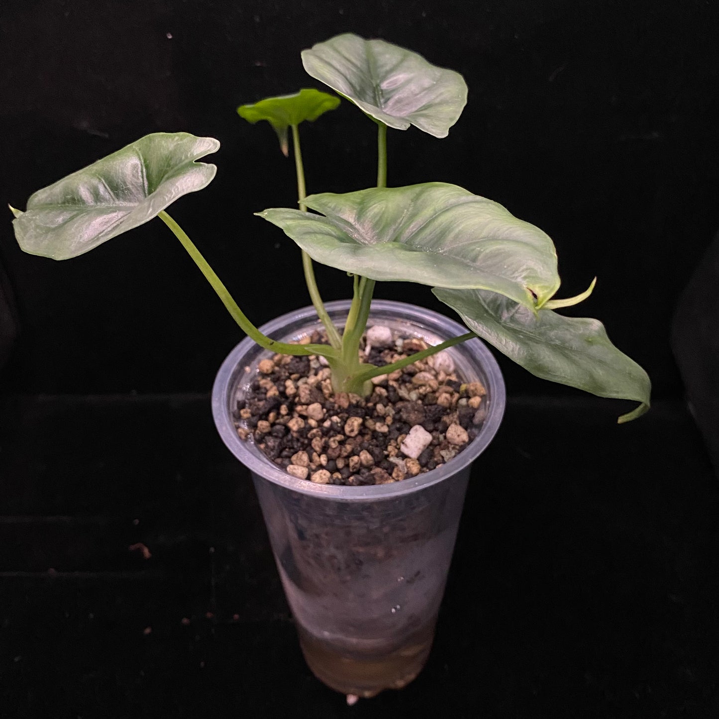 Alocasia Reversa