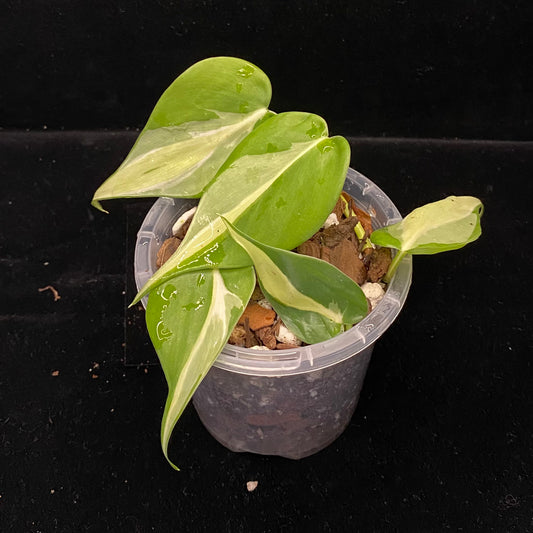Philodendron Cream Splash C