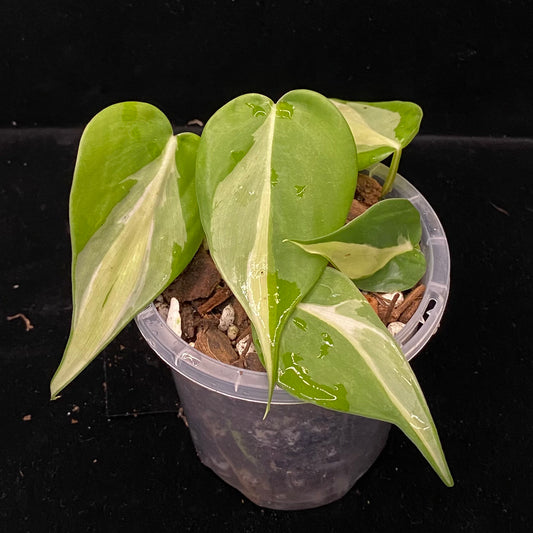 Philodendron Cream Splash C