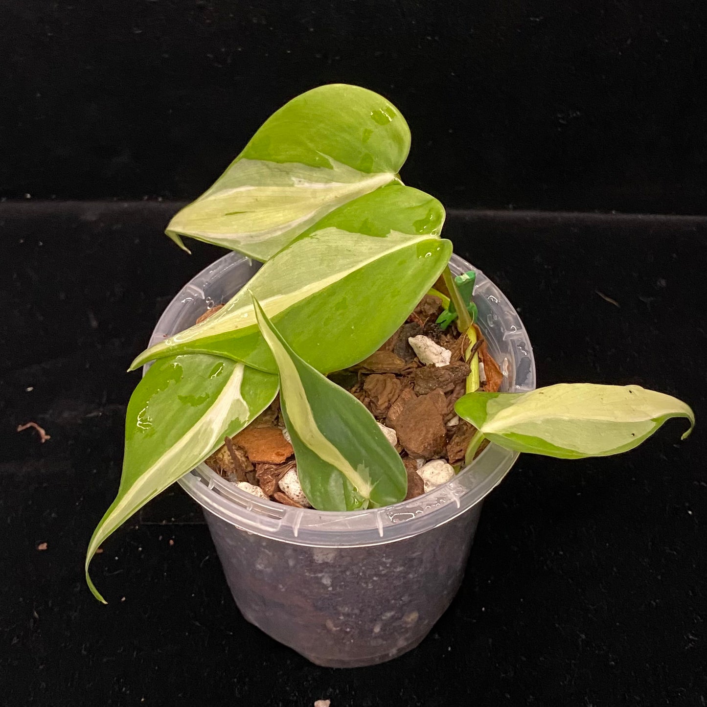 Philodendron Cream Splash C